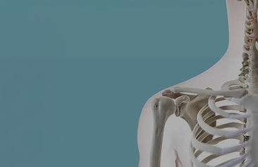 Bone Health 101: Supporting the Structural Integrity of the Musculoskeletal System