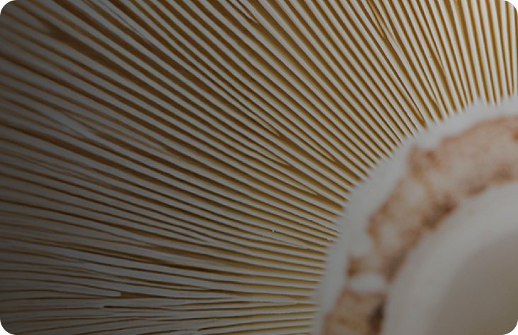 The Future of Fungi: Hyper-Personalised Mycotherapy