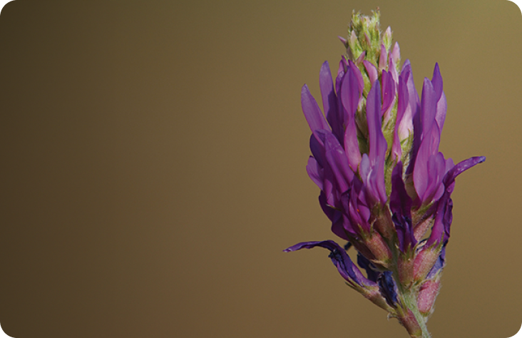 cellular-senescence mb hero