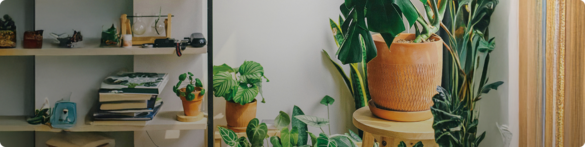 clear-the-air-purifying-plants-natural-scents dt hero
