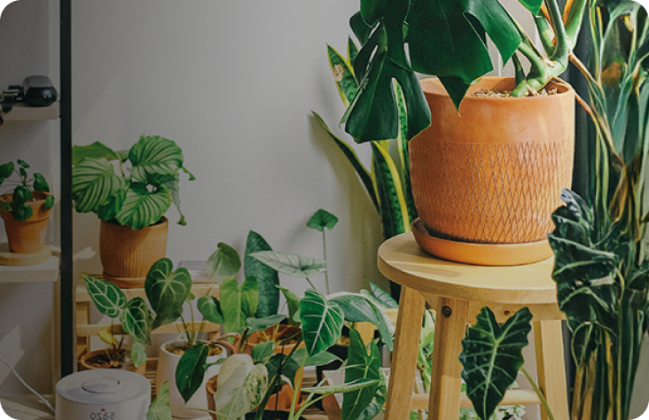 clear-the-air-purifying-plants-natural-scents mb hero